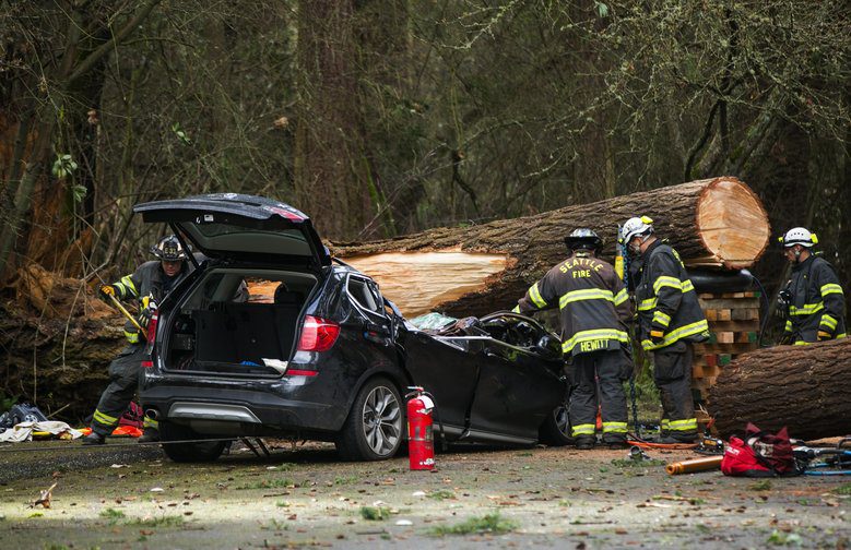 Seattle Fire and emergency crews work to remove a large tree that fell on a car, killing one man in Seward Park in Seattle Sunday March 13, 2016. There was a toddler girl in the backseat that a passerby was able to get out of the car; she was taken to Harborview Medical Center with minor injuries.